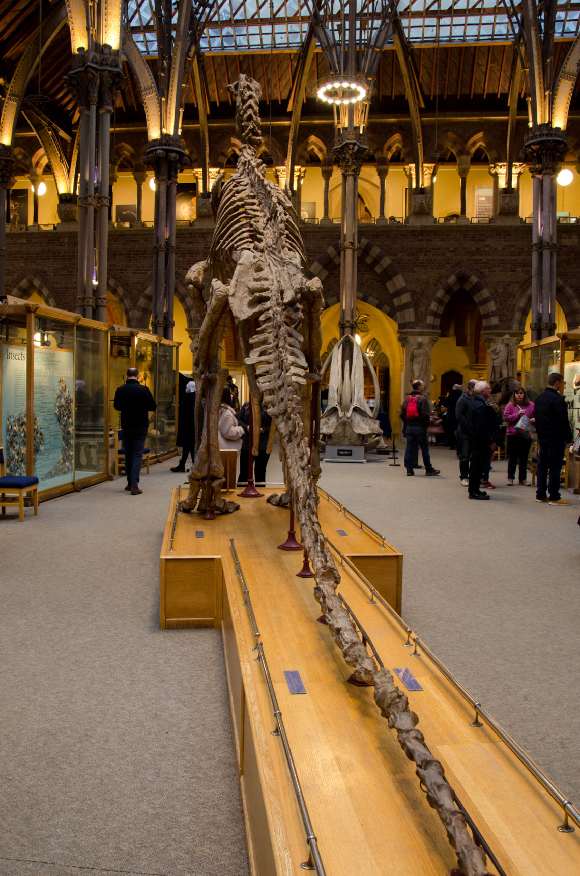 oxford-university-museum-of-natural-history