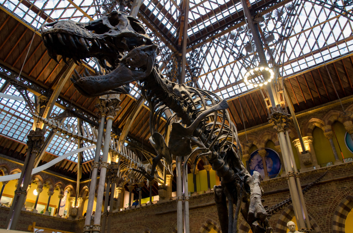 t-rex-oxford-university-museum-of-natural-history