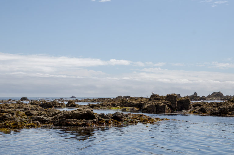 Lizard Point