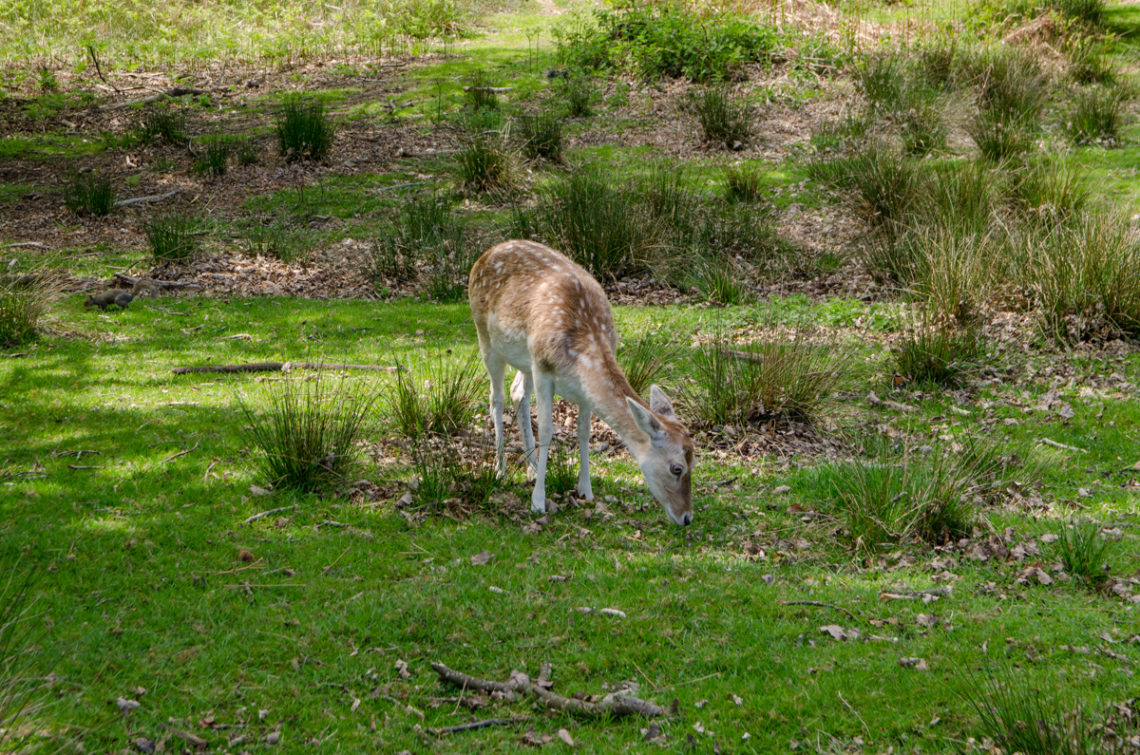 Knole Deer Park